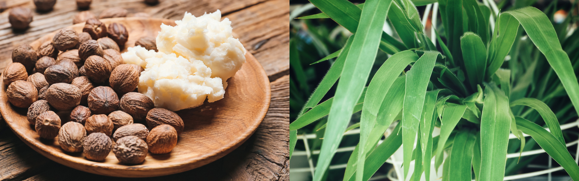 collection-banner-image