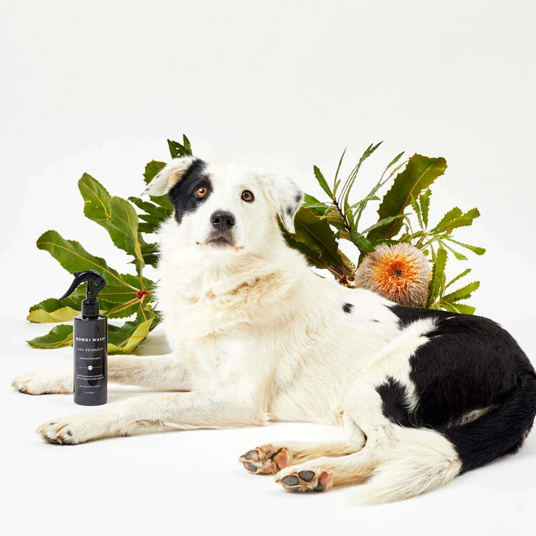 Bondi Wash dog detangler spray bottle with a happy dog, showing the natural ingredients and product label.